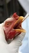 Brasil investiga 17 suspeitas de Síndrome Respiratória e Nervosa das Aves