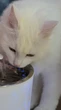 Bebedouro para pet: 3 opções a partir de R$47,90 que seu amiguinho vai amar