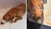 Golden Retriever é agredido com boca e patas amarradas no Paraná