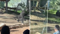 Gorila quebra vidro em zoológico e assusta visitantes; vídeo