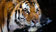 Conheça o tigre que rastreou homem por 12 horas para se vingar