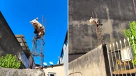 Gambá sobe em vergalhão para fugir de cães e mobiliza bombeiros