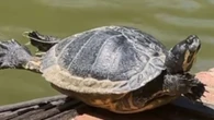 Cágado faz “pose de ioga” ao tomar sol e vídeo viraliza