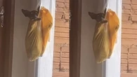 Homem revela maneira inusitada de limpar a casa com seu pet