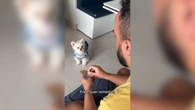 Cachorro encanta ao tomar remédio sem drama ou truques; vídeo