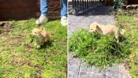 Cachorrinho viraliza ao ajudar tutora a recolher grama do quintal