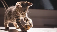 Brincadeiras fortalecem memória e reduzem estresse dos pets