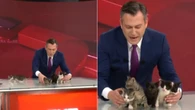 Gata invade estúdio com filhotes e apresentador os exibe ao vivo