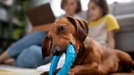Cachorro precisa brincar todo dia? Estudo responde