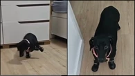 Vídeo de cachorrinha usando botas pela 1ª vez viraliza na web