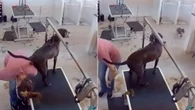 Cão faz o "número dois" em funcionária de pet shop e web reage