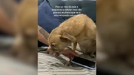 Cachorro caramelo mostra lealdade e defende celular da tutora