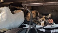 Gato escondido no carro? Saiba como agir