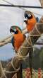 Aparecida ganhou refúgio dedicado à recuperação de aves