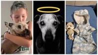 Morre aos 18 anos o cãozinho Boby, que emocionou a internet