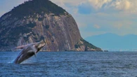 Observação de baleias: Visit Rio lança guia de passeio turístico