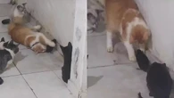Gatos surpreendem ao fazer amizade com rato e vídeo viraliza