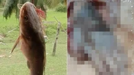 Peixe com suposta mão humana no estômago viraliza; veja