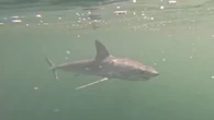 Tubarão raro é filmado pela primeira vez no Rio de Janeiro; veja