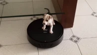 Vídeo: cachorrinha viraliza ao fazer aspirador robô de skate