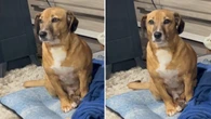 Cachorro caramelo imita pintinho após pedido da tutora