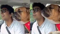 Cão viraliza ao cantar música com dono
