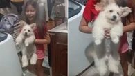 Cãozinho  com aparência de ursinho esbanja fofura ao ver tutora