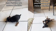 Pinscher impressiona tutora com gingado: "Ela rebola"