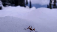 Moscas-da-neve se mutilam para sobreviver ao frio mortal; assista