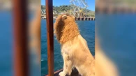 Cachorro fantasiado de leão rouba a cena em passeio de barco