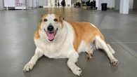 Silveira, o cão famoso da UFSM, ganha lar após dez anos