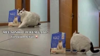 Gatinho gordinho faz sucesso ao iniciar processo de emagrecimento