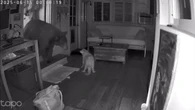 Cão idoso enfrenta urso selvagem durante invasão a casa