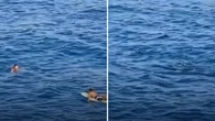 Pescador é resgatado, mas baleia rouba a cena; assista