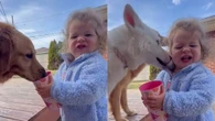 Menina recebe lambidas ao ajudar cães; entenda perigos