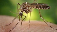 SP confirma quatro mortes por dengue e anuncia Operação de Emergência