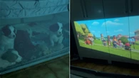 Sessão cinema: cães ficam vidrados assistindo "Patrulha Canina"