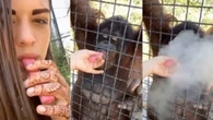 Lutadora de MMA causa revolta ao dar vape a orangotango em parque