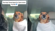 Cachorro caramelo "reclama" para a tutora do frio intenso