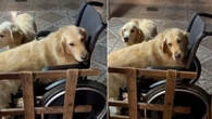 Cachorro toma posse da cadeira de rodas e se recusa a sair
