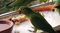 Bando de aves transforma café da manhã em alegria diária