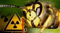 Ninho de vespas radioativas é encontrado em usina nuclear