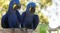 Arara-azul volta à lista de espécies ameaçadas de extinção