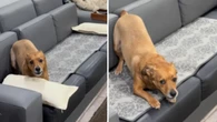 Cachorro caramelo aproveita ausência da dona e "domina" o sofá