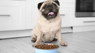 Obesidade em pets: especialista orienta sobre riscos e prevenção
