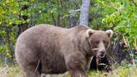 Urso acompanhado ao vivo ganha concurso ao derrotar gigante que matou seu filhote