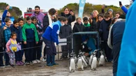 Pinguins desnutridos retornam ao mar após resgate; assista