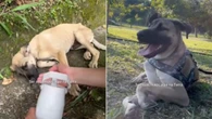 Cachorro resgatado na beira da estrada surpreende com recuperação