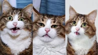Gato de três patas viraliza por expressões inusitadas: "Fofo"