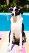 Protetor solar para cachorro: entenda por que usar e como escolher